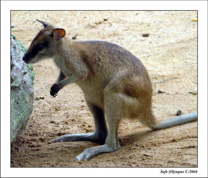 2005 - 06 - Zoo 120.JPG